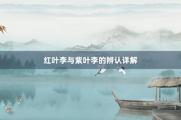 红叶李与紫叶李的辨认详解
